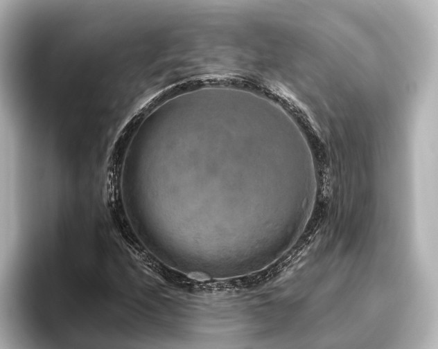 X0000096401208200801241154