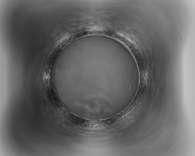 X0000096401254200801241154