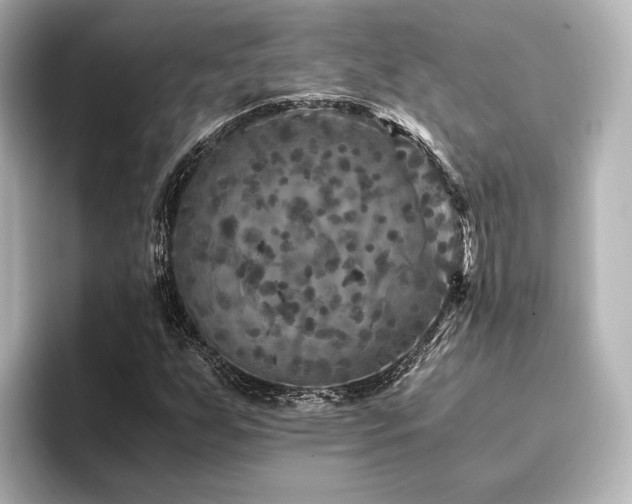 X0000096401255200801241154