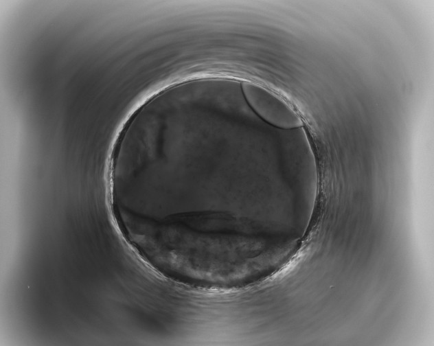 X0000096401522200801241150