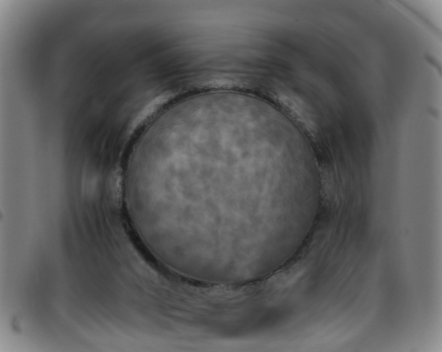 X0000096400016200801311401