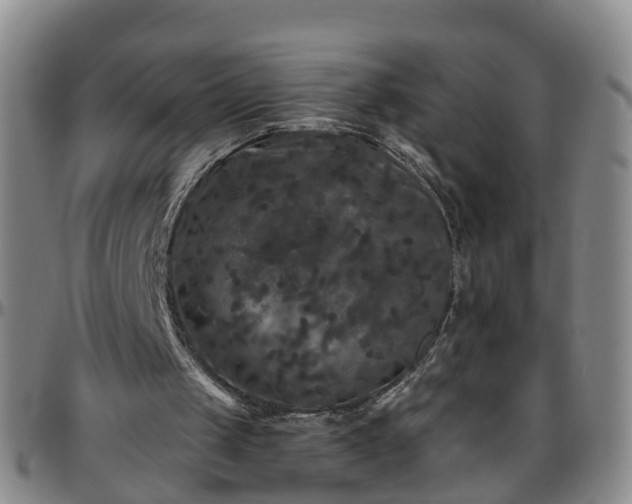 X0000096400049200801311400