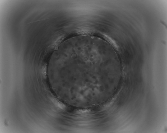 X0000096400065200801311400