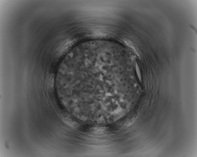 X0000096400495200801311354