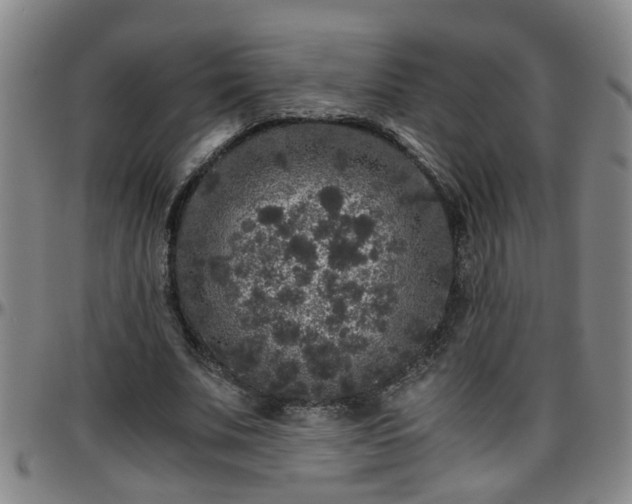 X0000096400679200801311351