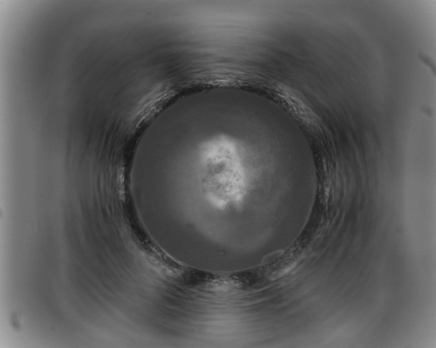 X0000096400696200801311351