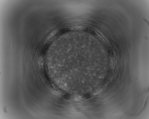 X0000096400701200801311351