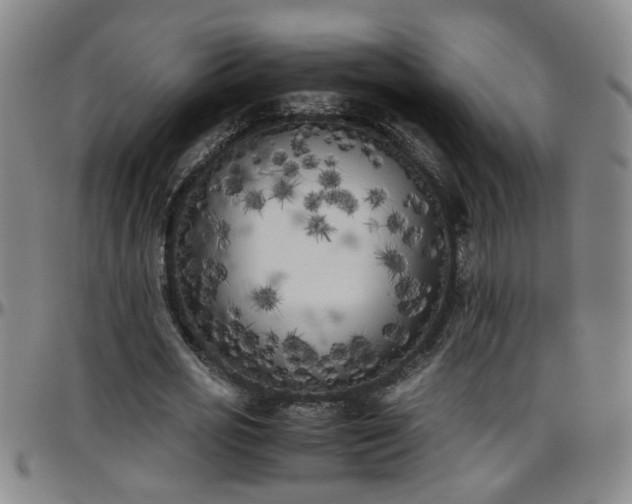 X0000096400725200801311350