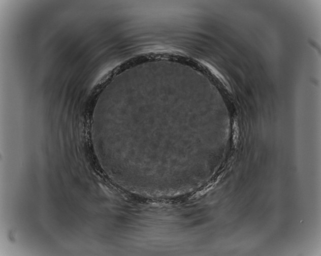 X0000096400775200801311350