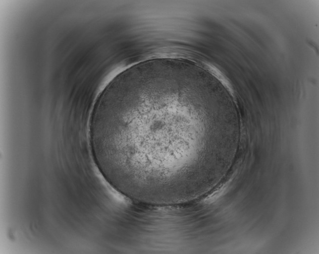 X0000096400803200801311349