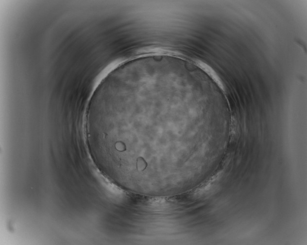 X0000096401098200801311345