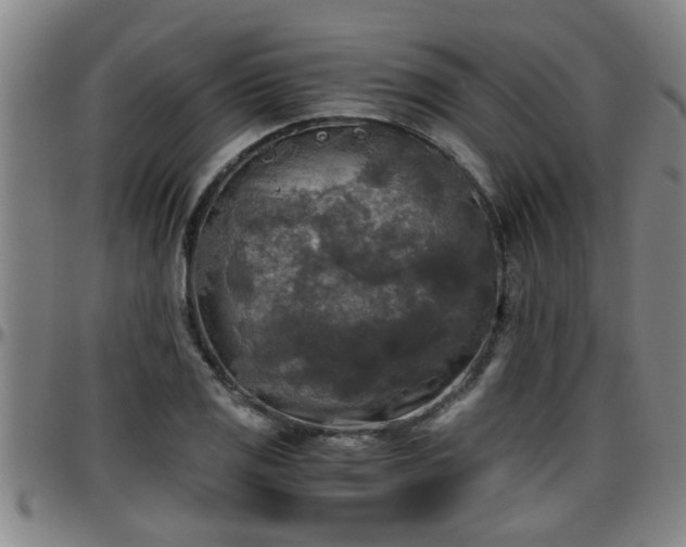 X0000096401125200801311345