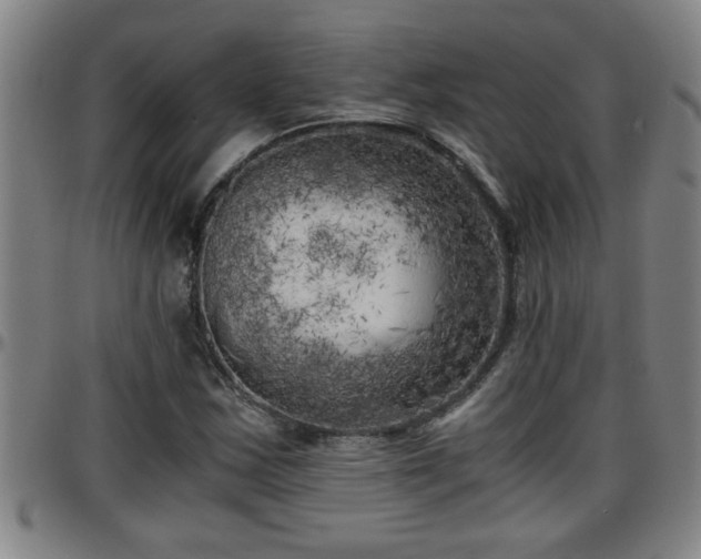X0000096401163200801311344