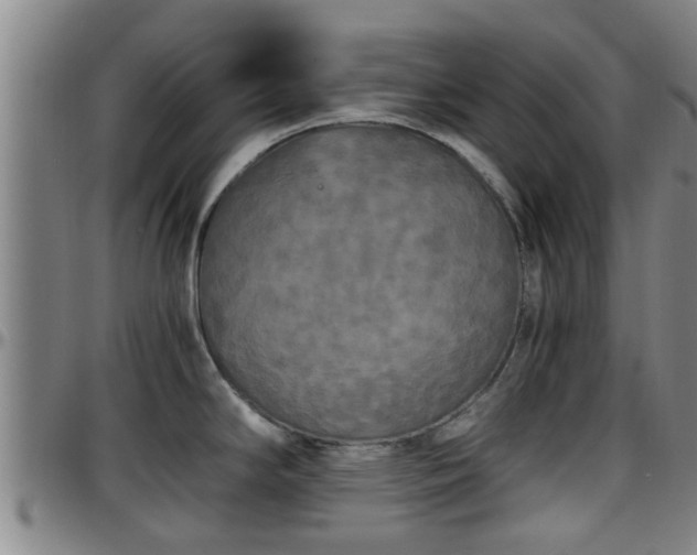 X0000096401294200801311342