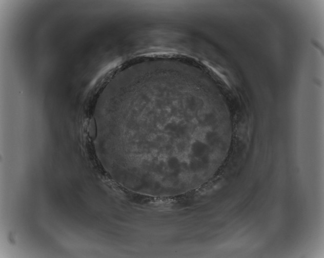 X0000096401351200801311341