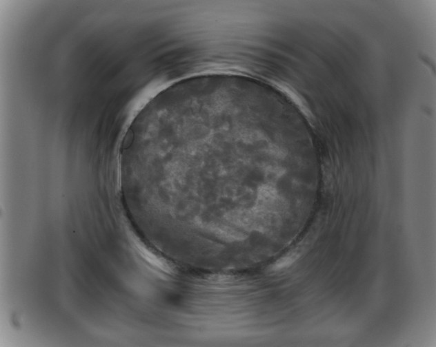 X0000096401371200801311341