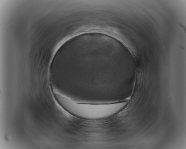 X0000096401527200801311339