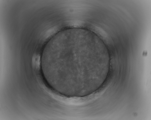 X0000096400024200802071611