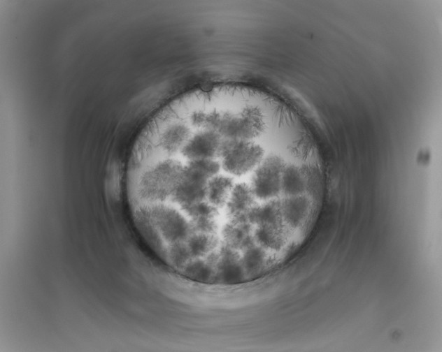 X0000096400026200802071611