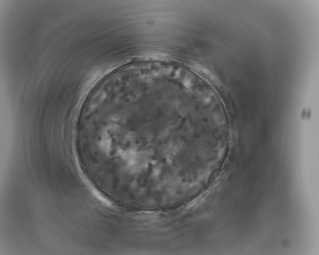 X0000096400049200802071610