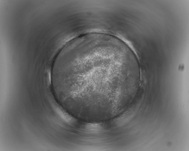 X0000096400061200802071610