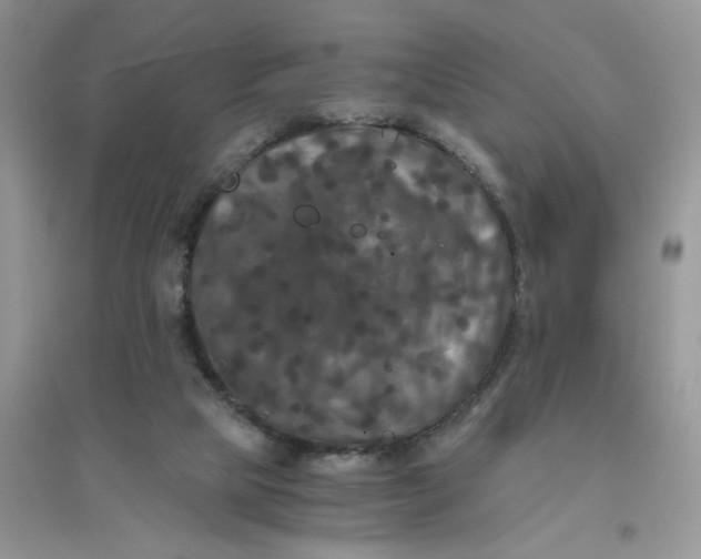 X0000096400065200802071610