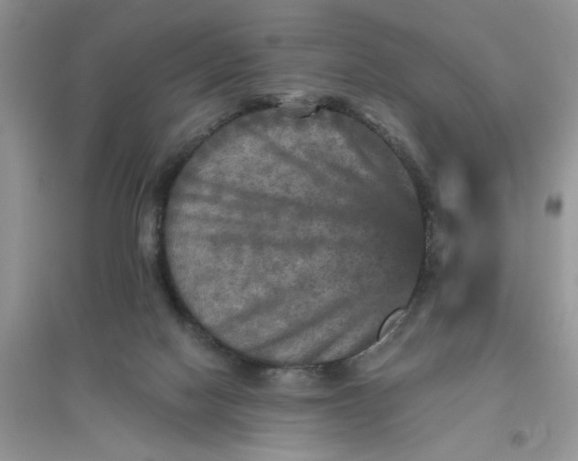 X0000096400074200802071610