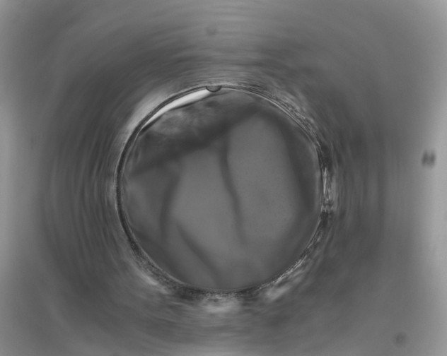 X0000096400099200802071610