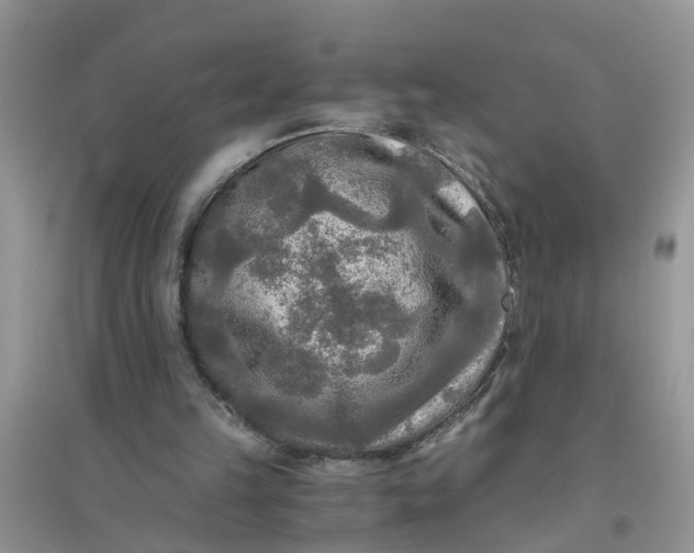 X0000096400149200802071608