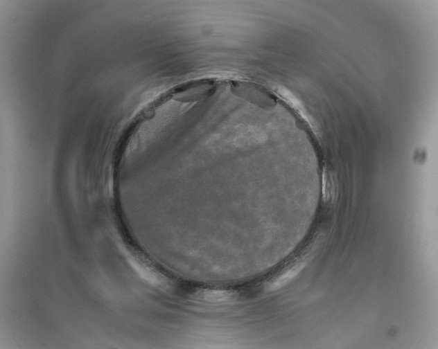 X0000096400205200802071608