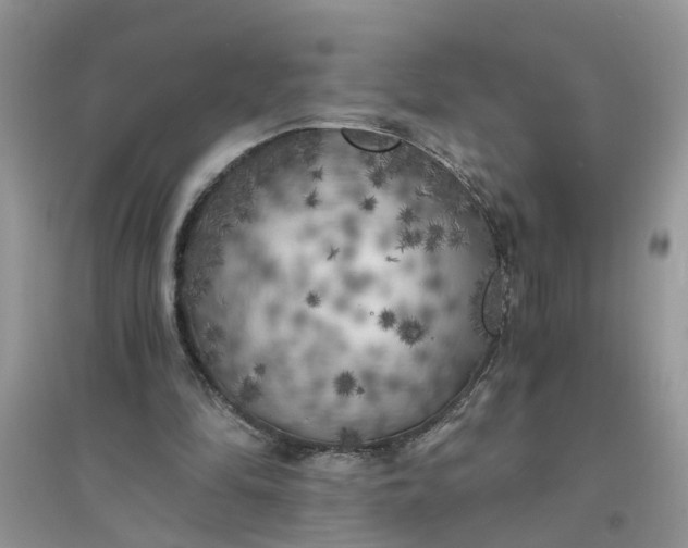 X0000096400294200802071607