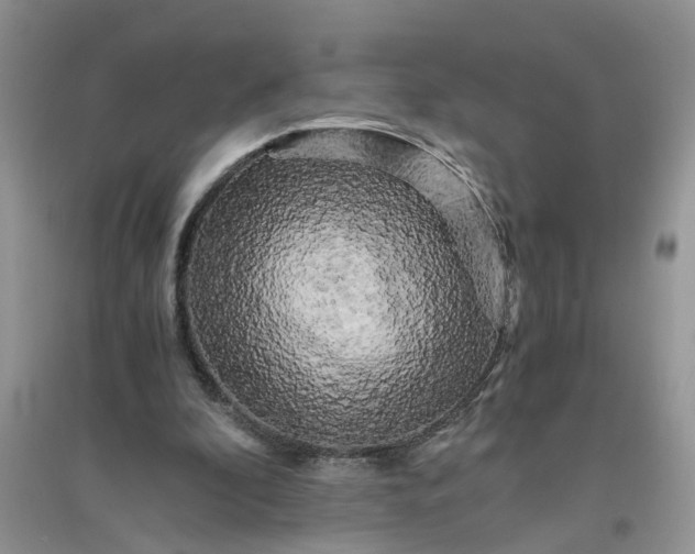 X0000096400296200802071607