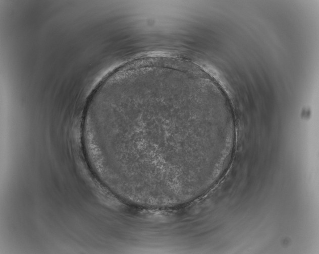 X0000096400297200802071607