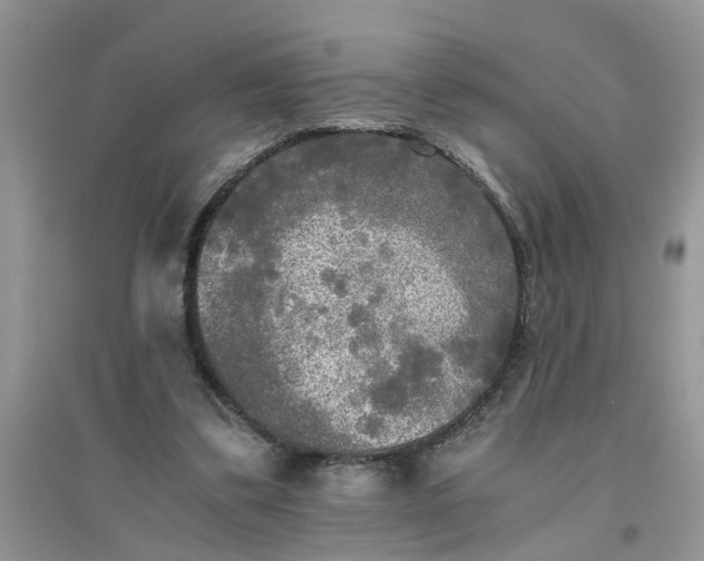 X0000096400299200802071607