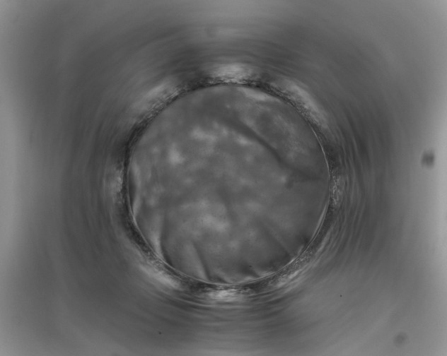 X0000096400365200802071606