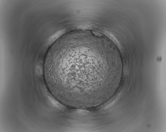 X0000096400393200802071605