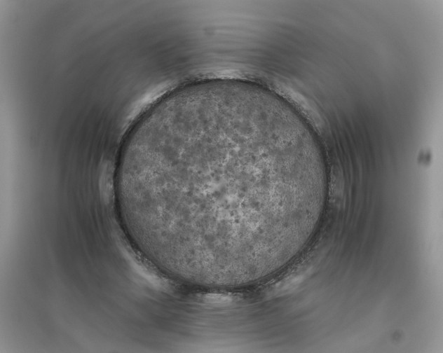 X0000096400394200802071605