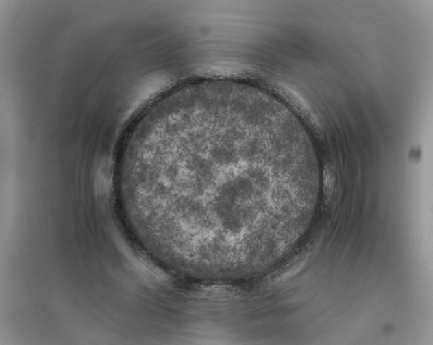 X0000096400396200802071605