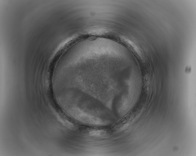 X0000096400400200802071605