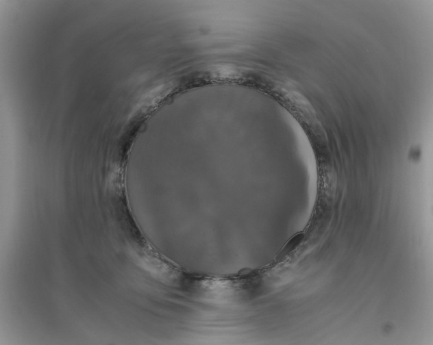 X0000096400419200802071605