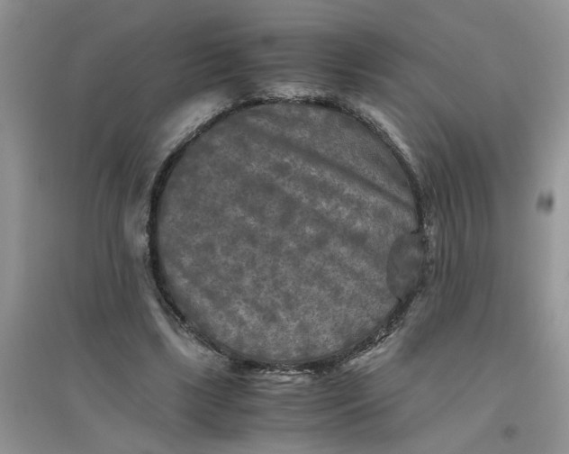 X0000096400443200802071604