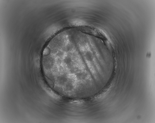 X0000096400447200802071604