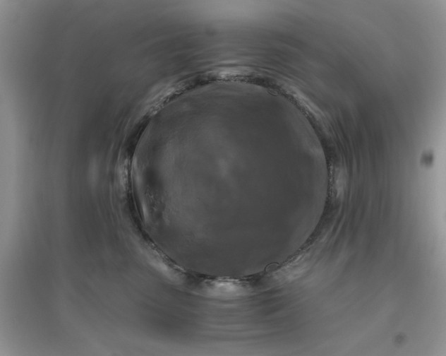 X0000096400475200802071605