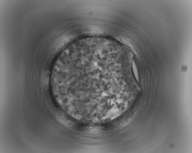 X0000096400495200802071604