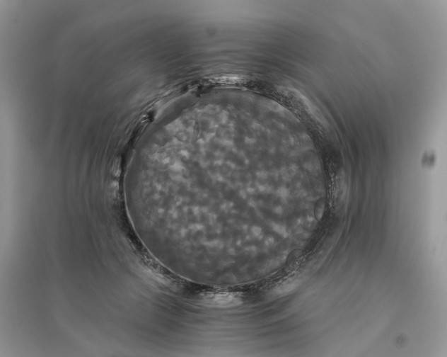 X0000096400553200802071603