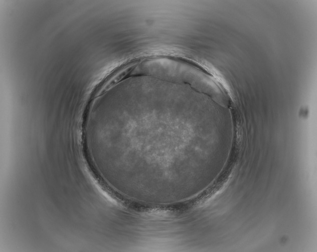 X0000096400581200802071603