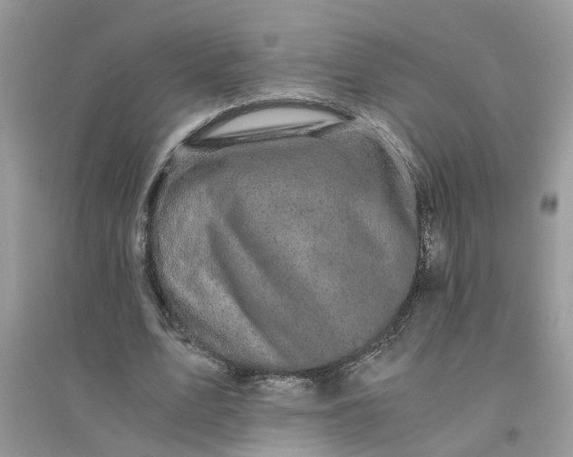 X0000096400583200802071603