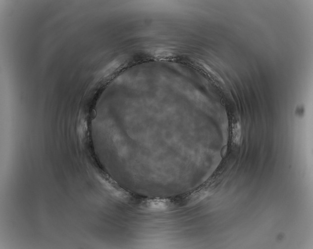 X0000096400618200802071602