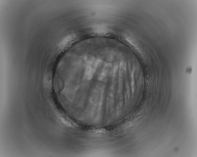 X0000096400642200802071602