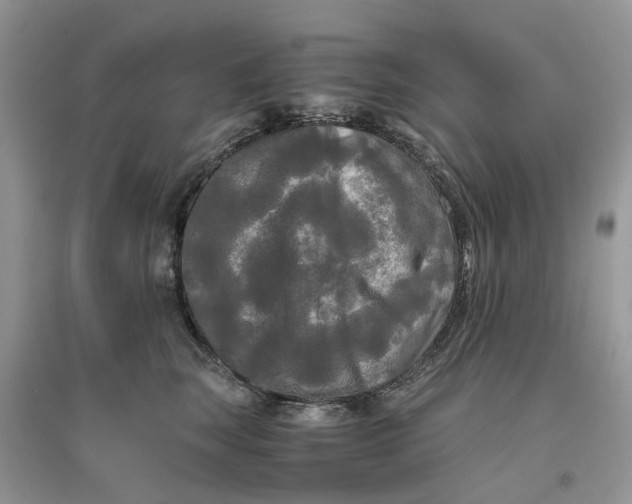 X0000096400663200802071602